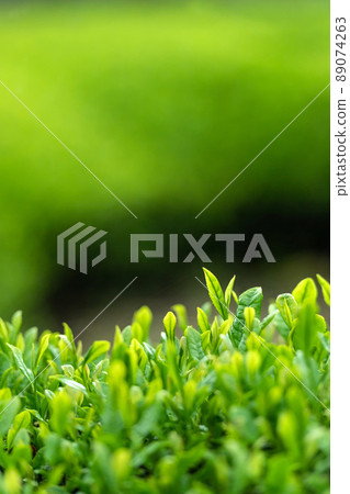 一番茶的形象 89074263