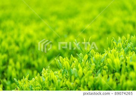 Tea sprouts 89074265
