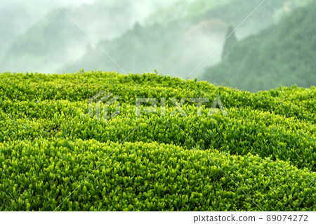多雨的茶園 多雨的茶園 89074272