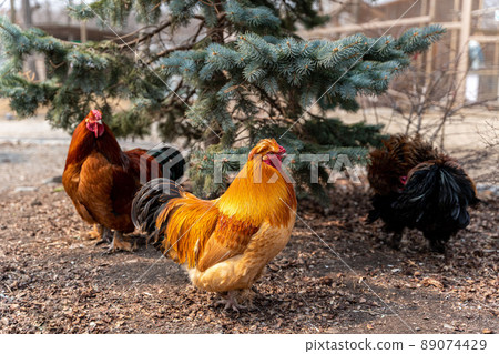 A beautiful rooster standing on the grass on a blurred green nature background. Rooster of the zodiac year. Year of the rooster. 89074429
