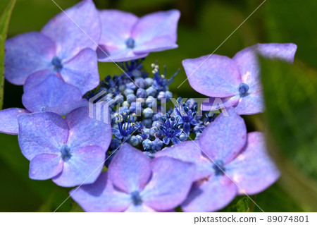 Decorative flowers surround the small flowers, and the hydrangea flowers are beautiful even in the rainy season or in the rain. 89074801