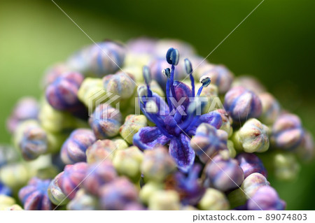 Decorative flowers surround the small flowers, and the hydrangea flowers are beautiful even in the rainy season or in the rain. 89074803