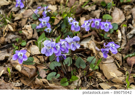 Viola grypocera Viola grypocera 89075042