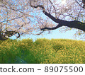 櫻花和油菜花 89075500