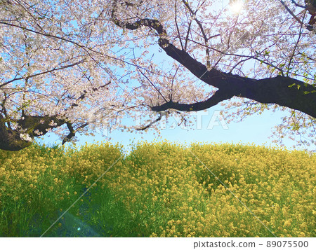 櫻花和油菜花 89075500