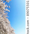 櫻花暴風雪和藍天 89075501