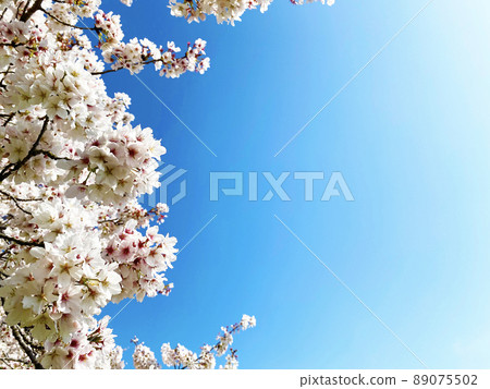 櫻花盛開 89075502