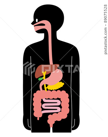 人體橫切面/消化器官/黑色 人體橫切面/消化器官/黑色 89075528