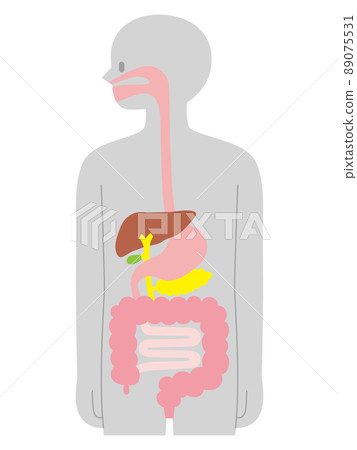 Cross section of human body / digestive organs / gray Cross section of human body / digestive organs / gray 89075531