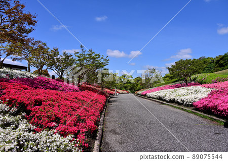 Expo'70 Commemorative Park Azalea Expo'70 Commemorative Park Azalea 89075544