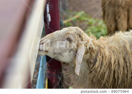 Dirty sheep in a tropical country Dirty sheep in a tropical country 89075964