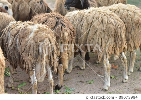 Dirty sheep in a tropical country Dirty sheep in a tropical country 89075984