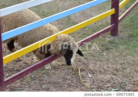 Sheep head off the fence to eat. Sheep head off the fence to eat. 89075985