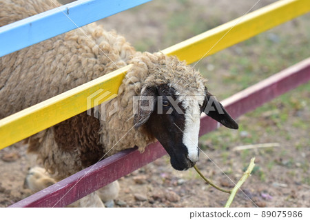 Sheep head off the fence to eat. Sheep head off the fence to eat. 89075986