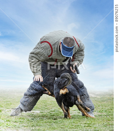training of french shepherd 89076255