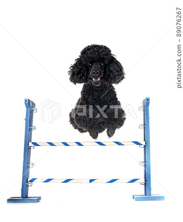 poodle in studio 89076267