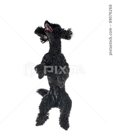 poodle in studio poodle in studio 89076268