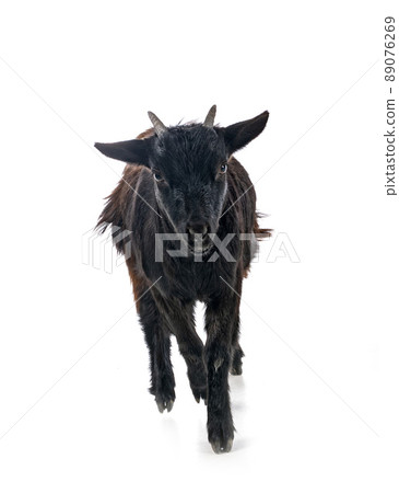 billy goat in studio billy goat in studio 89076269