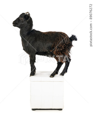 billy goat in studio billy goat in studio 89076272