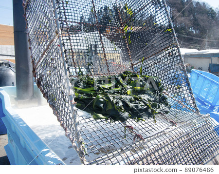 裙帶菜海藻捕撈（大島海藻） 氣仙沼大島 震後 10 年 3/11 宮城縣氣仙沼市 89076486