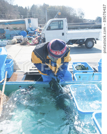 裙帶菜海藻捕撈（大島海藻） 氣仙沼大島 震後 10 年 3/11 宮城縣氣仙沼市 89076487