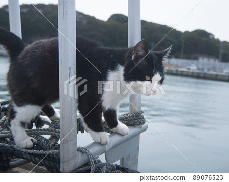 宮城縣石卷市田代島貓 89076523