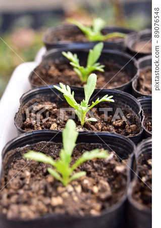 Chrysanthemum pot seedlings 89076548