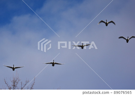 冬天的天鵝從頭頂掠過 89076565