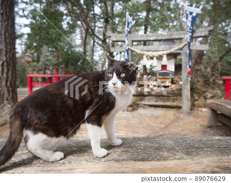 Tashirojima Miyori Daimyojin (cat shrine) Ishinomaki City, Miyagi Prefecture 89076629