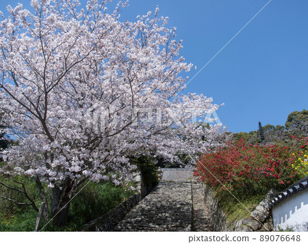 和歌山縣海南市長法寺櫻 和歌山縣海南市長法寺櫻 89076648