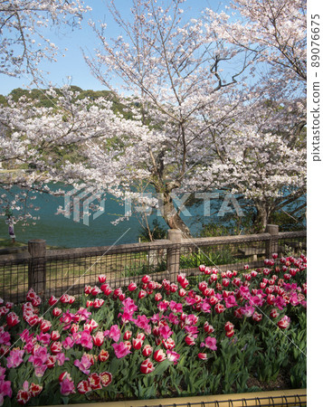 和歌山縣海南市龜池公園的櫻花和郁金香 89076675