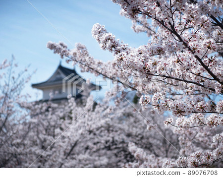 Sakura at the ruins of Marugame Castle, Marugame City, Kagawa Prefecture Sakura at the ruins of Marugame Castle, Marugame City, Kagawa Prefecture 89076708