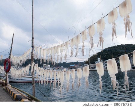 Yobuko's squid, Yobuko-cho, Karatsu City, Saga Prefecture Yobuko's squid, Yobuko-cho, Karatsu City, Saga Prefecture 89076728