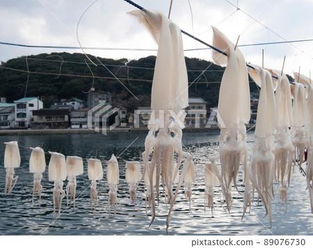 Yobuko's squid, Yobuko-cho, Karatsu City, Saga Prefecture Yobuko's squid, Yobuko-cho, Karatsu City, Saga Prefecture 89076730