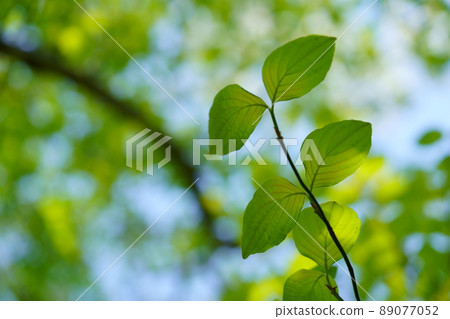 年輕山茱萸綠葉的背景材料 年輕山茱萸綠葉的背景材料 89077052