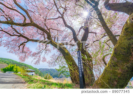 南信州上平遺址的一棵櫻花樹[長野縣] 89077345