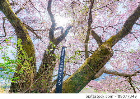 One cherry tree at the site of Uenotaira, Minami Shinshu [Nagano Prefecture] 89077349