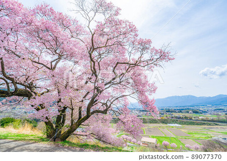 One cherry tree at the site of Uenotaira, Minami Shinshu [Nagano Prefecture] 89077370
