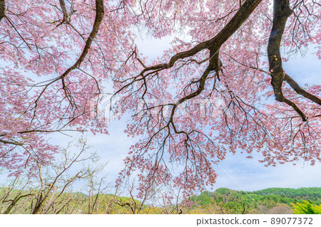 One cherry tree at the site of Uenotaira, Minami Shinshu [Nagano Prefecture] 89077372