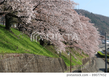 一排盛開的櫻花樹為神六櫻公園的岸邊增添了色彩 89077432