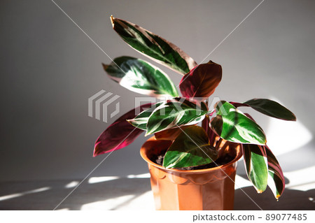 Blood-red stromanta - Stromanthe Triostar Tricolor variety close-up leaf on the windowsill in bright sunlight with shadows. Potted house plants, green home decor, care and cultivation 89077485