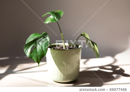 Monstera Minima Rhaphidophora TETRASPERMA close-up leaf on the windowsill in bright sunlight with shadows. Potted house plants, green home decor, care and cultivation Monstera Minima Rhaphidophora TETRASPERMA close-up leaf on the windowsill in bright sunlight with shadows. Potted house plants, green home decor, care and cultivation 89077486