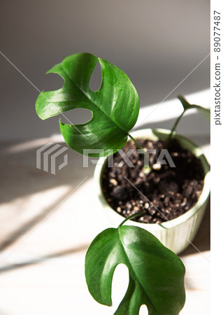 Monstera Minima Rhaphidophora TETRASPERMA close-up leaf on the windowsill in bright sunlight with shadows. Potted house plants, green home decor, care and cultivation Monstera Minima Rhaphidophora TETRASPERMA close-up leaf on the windowsill in bright sunlight with shadows. Potted house plants, green home decor, care and cultivation 89077487