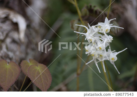 Tokiwa Ikusa 89077543