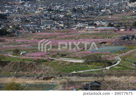 從勝沼武道之丘到桃之畑、勝沼市區 從勝沼武道之丘到桃之畑、勝沼市區 89077675