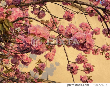 Double cherry blossoms illuminated by the setting sun Double cherry blossoms illuminated by the setting sun 89077693