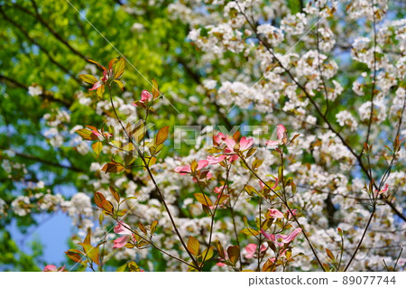 令人耳目一新的白色山茱wood 89077744