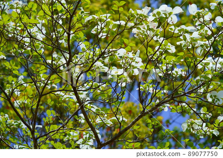 Refreshing white dogwood Refreshing white dogwood 89077750