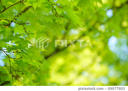 Fresh young leaves of the forest, Aomomiji Fresh young leaves of the forest, Aomomiji 89077803