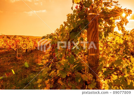 Bright autumn red orange yellow grapevine leaves at vineyard in warm sunset sunlight. Beautiful clusters of ripening grapes. Winemaking and organic fruit gardening. Close up. Selective focus. Bright autumn red orange yellow grapevine leaves at vineyard in warm sunset sunlight. Beautiful clusters of ripening grapes. Winemaking and organic fruit gardening. Close up. Selective focus. 89077809